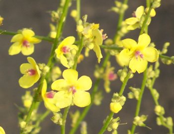Pianta sul marciapiede - Verbascum cfr.sinuatum